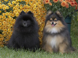 Pomeranian