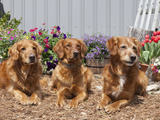 Golden Retrievers Sitting in a Garden, MR D2737