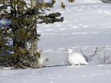 Willow Ptarmigan in Winter White Plumage (Lagopus Lagopus), Alaska, USA