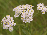 Yarrow Flowers (Achillea Millefolium)