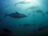 Southern Bluefin Tuna (Thunnus Maccoyii) Circle in Holding Pen Off Port Lincoln, South Australia