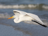 Great Egret (Ardea Alba) in Flight