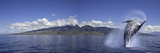 Breaching Humpback Whale (Megaptera Novaeangliae), Maui, Hawaii, USA, Digital Composite