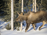 Young Moose (Alces Alces) in Boreal Forest, Fairbanks, Alaska, USA