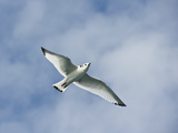 Juvenile Black-Legged Kittiwake Flying (Rissa Tridactyla Pollicaris), Chatham Strait, Alaska, USA