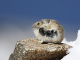 Alpine Pika (Ochotona Alpina), Rocky Mountains, North America