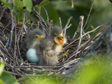 Green Heron (Butorides Virescens) Chicks in Nest and One Unhatched Egg, Florida, USA