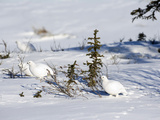 Willow Ptarmigan in Winter White Plumage (Lagopus Lagopus), Alaska, USA