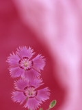 Cheddar Pink Flowers (Dianthus Gratianopolitanus)