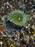 Giant Green Anemone (Anthopleura Xanthogrammica), Glacier Bay National Park, Alaska