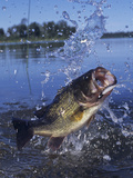 Largemouth Bass Surfacing with a Lure in its Mouth