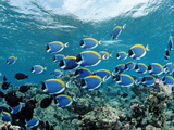 Schooling Surgeonfishes and Powder Blue Tangs (Acanthurus Leucosternon) Maldivesn Ocean
