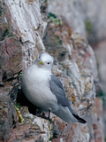 Black Legged Kittiwake (Rissa Tridactyla), Spitsbergen Island, Svalbard, Norway