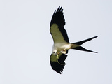 Swallow-Tailed Kite Flying with Lizard Prey in its Bill and Talons (Elanoides Forficatus)
