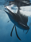 Atlantic Sailfish (Istiophorus Albicans) Hunting Sardines, Isla Mujeres, Yucatan Peninsula Sea