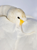 Whooper Swan Resting