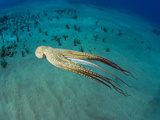 Day Octopus Swimming (Octopus Cyanea), Hawaii