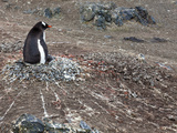 Gentoo Penguin on the Nest (Pygoscelis Papua), Livingston Island, Antarctica