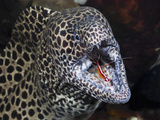 Honeycomb Moray Eel (Gymnothorax Favagineus) Being Cleaned by a White-Banded Cleaner Shrimp