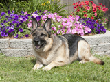 Large, Alert German Shepherd Dog Sitting in a Yard