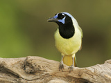 Green Jay (Cyanocorax Yncas), North America