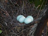 Green Heron (Butorides Virescens) Eggs in the Nest, Florida, USA