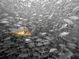 The Background of This Reef Scene with Green Sea Turtle (Chelonia Mydas)