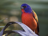 Painted Bunting Male (Passerina Ciris), Eastern USA