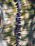 Close Up of the Mantle of the Giant Clam (Tridacna Squamosa), Micronesia, Palau