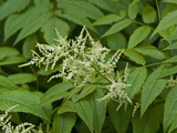 Goatsbeard (Aruncus Dioicus), Glacier Bay National Park, Alaska