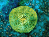 Fluorescing Mushroom Coral (Ctenactis Echinata), Komodo National Park, Indian Ocean, Indonesia