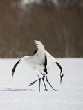 Japanese Cranes, Grus Japonensis, also known as the Red-Crowned Crane