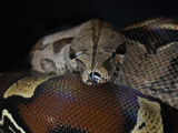 Red Tailed Boa (Boa Constrictor Constrictor), Captive