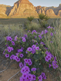 Four O'Clock (Mirabilis Multiflora) Blooming with Mojave Yucca (Yucca Schidigera)