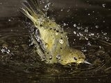 The Mangrove Warbler (Dendroica Petechia Aureola)