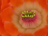 Mojave Mound Cactus or Claret Cup Flower (Echinocereus Triglochidiatus)