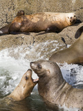 Steller Sea Lions (Eumetopias Jubatus), Easterly Island, Ernest Sound, Tongass National Forest