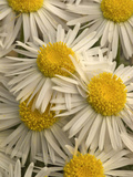 Fleabane Flowers (Erigeron), Hamlin Valley, Nevada