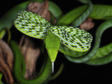 Oriental Whip Snake (Ahaetulla Prasina), Captive