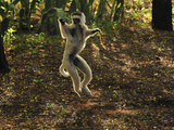 Verreaux's Sifaka Jumping (Propithecus Verreauxi), Berenty Private Reserve, Madagascar
