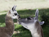 Mother and 10-Day Old Alpaca, (Vicugna Pacos)
