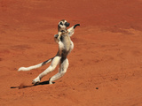 Verreaux's Sifaka Jumping (Propithecus Verreauxi), Berenty Private Reserve, Madagascar