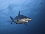 A Gray Reef Shark (Carcharhinus Amblyrhynchos), Yap, Micronesia