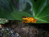 Africa Reed Frog (Hyperolius), Captive