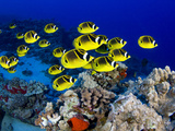 Schooling Raccoon Butterflyfish, (Chaetodon Lunula), Hawaii