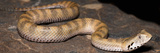 Smooth-Scaled Death Adder (Acanthophis Laevis)