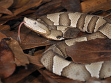 Northern Copperhead (Agkistrodon Contortrix Mokasen), Captive