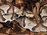 Southern Copperhead (Agkistrodon Contortrix), Captive