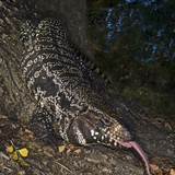 Columbian Tegu (Tupinambis Teguixin), Captive