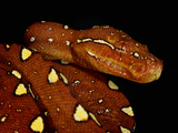 Green Tree Python (Morelia Viridis) Captive